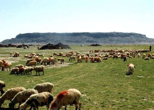 طراحی کارت الکترونیک برای شارژ آرد جامعه عشایر به زودی اجرا می‌شود