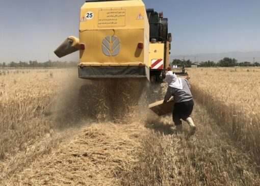 ضایعات ۸ محصول زراعی و باغی تا ۲ ماه آینده اعلام می‌شود