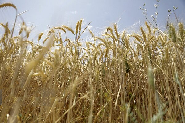 فردا قیمت خرید تضمینی گندم تعیین می‌شود