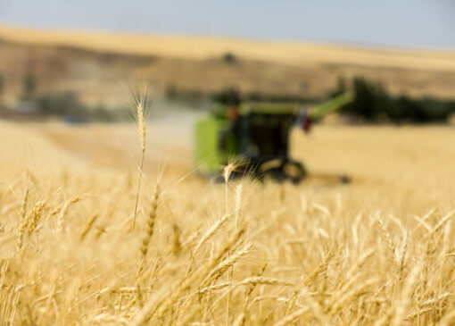 دولت بیمه تمام گندم زارهای کشور را از پول کشاورزان پرداخت کرد