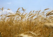 آیا دولت تمایل به واردات گندم دارد؟