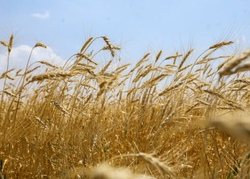 آیا دولت تمایل به واردات گندم دارد؟