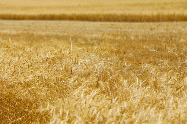 تخصیص اعتبار مستقل به طرح جهش تولید در دیم‌زارها در حال پیگیری است