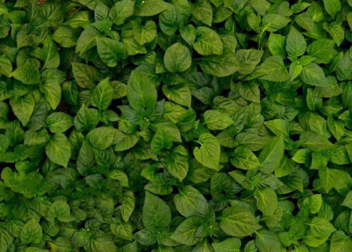 ضرورت مردمی‌سازی مدیریت منابع آب برای تاب‌آوری بخش کشاورزی