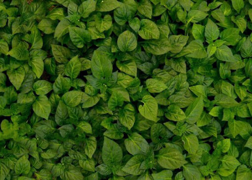 فائو آمادگی کامل برای همکاری با بخش کشاورزی دارد