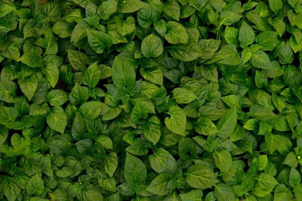 فائو آمادگی کامل برای همکاری با بخش کشاورزی دارد