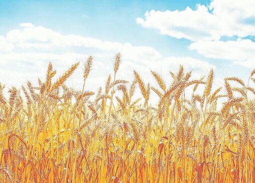 جزئیات قیمت خرید تضمینی گندم اعلام شد