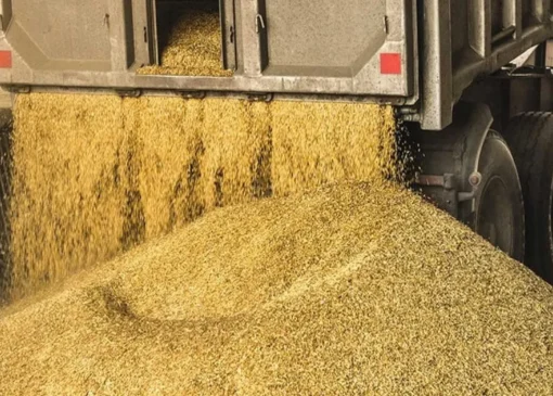 دامداران گرفتار «خرید دو فاکتوره» شدند