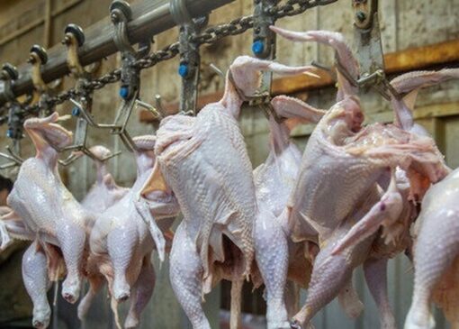 قیمت مرغ تغییر می‌کند؟