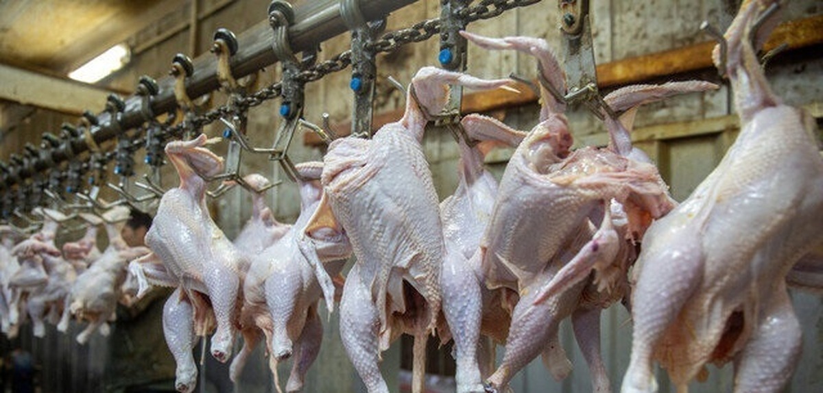 قیمت مرغ تغییر میکند؟