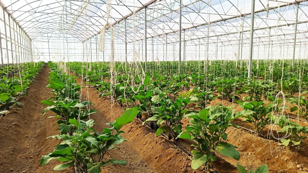 بیش از ۱۱۰۰ هکتار به مساحت گلخانه‌های کشور افزوده شد