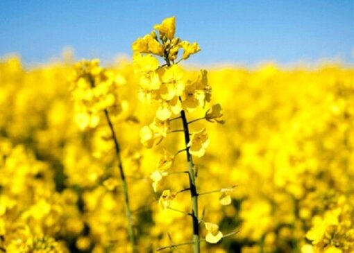 لایحه جدید دولت؛ عقب‌نشینی از خودکفایی و تهدید امنیت غذایی