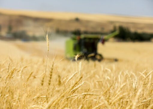 خشکسالی و تهدید کشت گندم