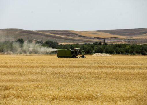 مرحله نخست پرداخت غرامت گندم‌کاران با واریز ۱۱۰۰ میلیارد تومان آغاز شد