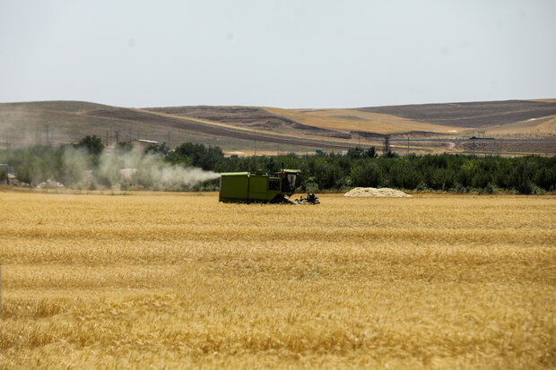 مرحله نخست پرداخت غرامت گندمکاران با واریز ۱۱۰۰ میلیارد تومان آغاز شد