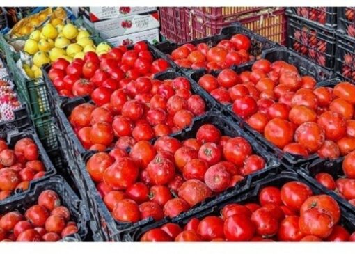 گوجه فرنگی گران شد
