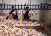 هر کیلو گرم گوشت مرغ ۱۶۸ هزار تومان شد