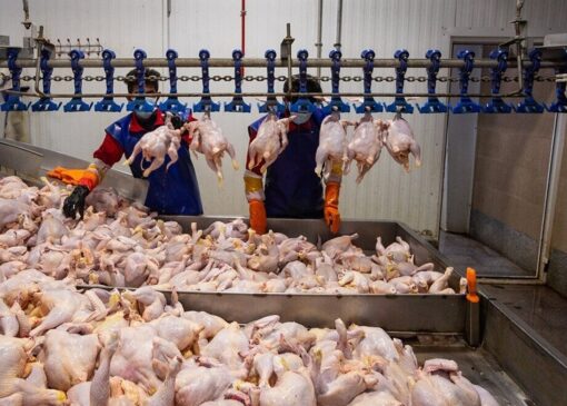 هر کیلو گرم گوشت مرغ ۱۶۸ هزار تومان شد