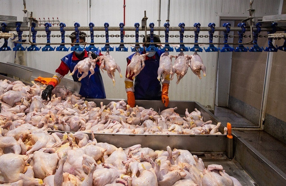 هر کیلو گرم گوشت مرغ ۱۶۸ هزار تومان شد
