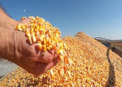 ذرت خریداری‌ شده به زودی در مرغداری‌ها توزیع می‌شود