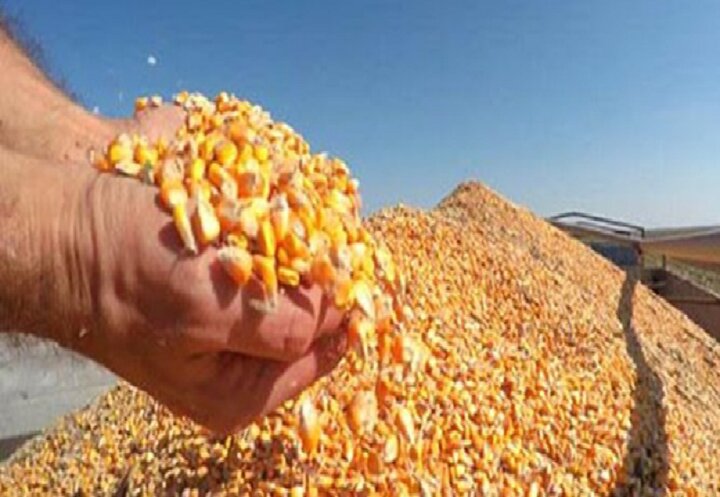 ذرت خریداری‌ شده به زودی در مرغداری‌ها توزیع می‌شود