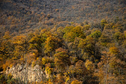 آفت کشاورزی در کنار جنگل‌ها
