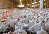 هشدار تولیدکنندگان مرغ درباره آینده بازار