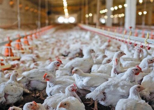 هشدار تولیدکنندگان مرغ درباره آینده بازار