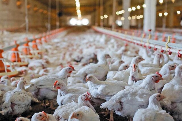 هشدار تولیدکنندگان مرغ درباره آینده بازار