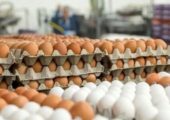 تخم‌مرغ دوباره گران شد!