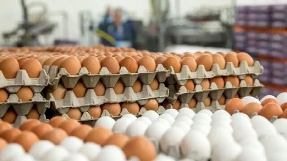 تخممرغ دوباره گران شد!