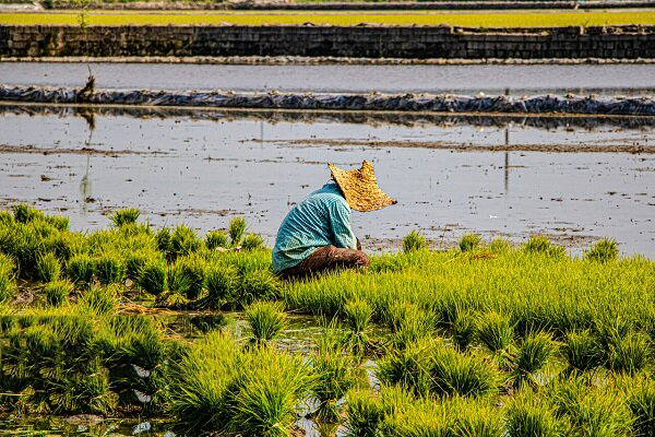 رشد ۵۰۰ درصدی تولیدات کشاورزی پس از انقلاب
