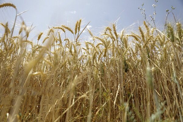 قیمت تضمینی گندم باید جهانی باشد