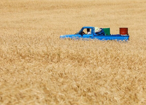 دردسرهای بیمه اجباری گندمزارها