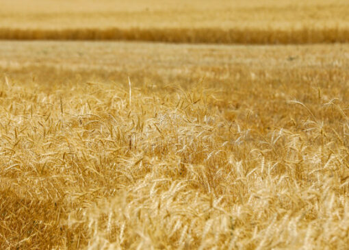 پیش‌بینی تولید گندم در سال زراعی ۱۴۰۵-۱۴۰۴