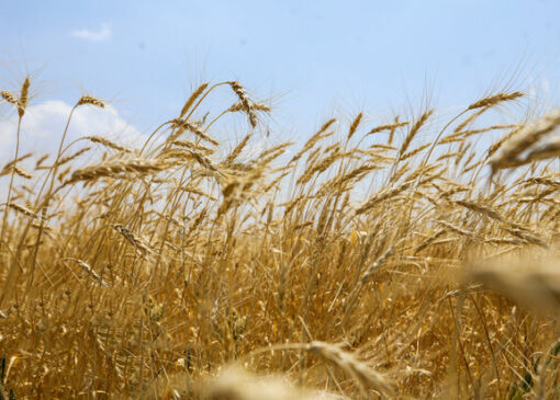 قیمت گندم نباید کمتر از ۵۰ هزار تومان در هر کیلوگرم باشد