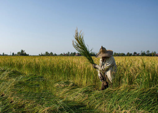 جهش تولید در شالیزارها آغاز شد