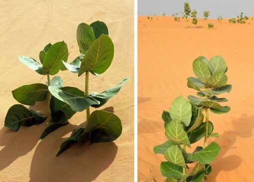 چین در صحرا لاستیک می‌کارد!