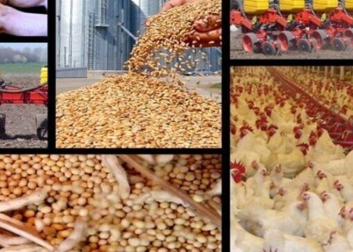 هشدار درباره تبعات گرانی نهاده‌ها بر قیمت مرغ!