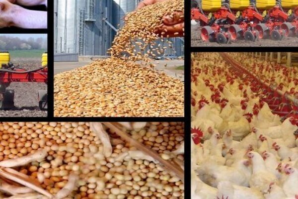 هشدار درباره تبعات گرانی نهادهها بر قیمت مرغ!