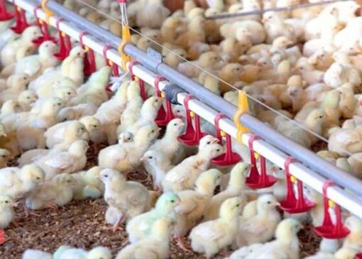 قیمت مرغ و تخم‌مرغ کاهش یافت، اما نهاده‌ها را ۴ برابر می‌خریم!