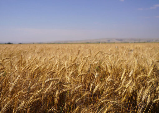 قیمت گندم نباید کمتر از ۵۰ هزار تومان باشد