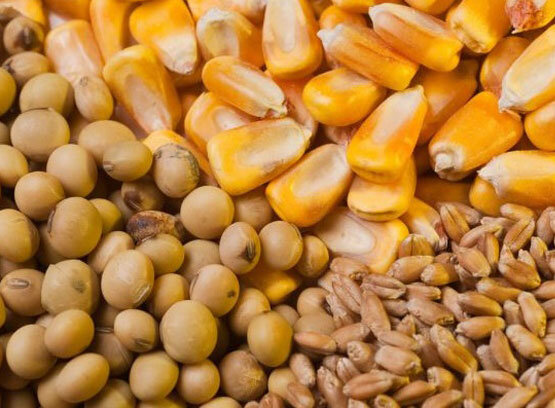 سهمیه فروردین نهاده دامی گاوداریهای شیرده شارژ شد