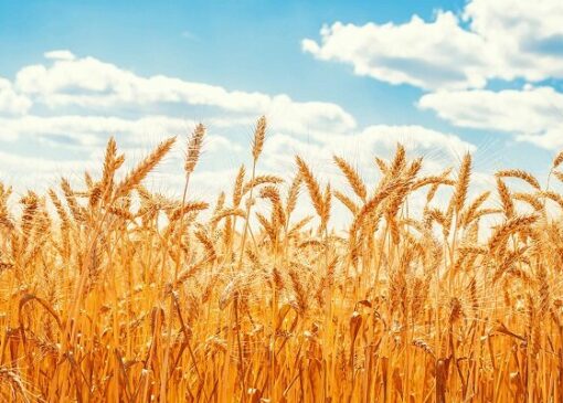 خرید تضمینی گندم بین ۴۷۵۰۰ تا ۴۹۵۰۰ تومان تعیین شد