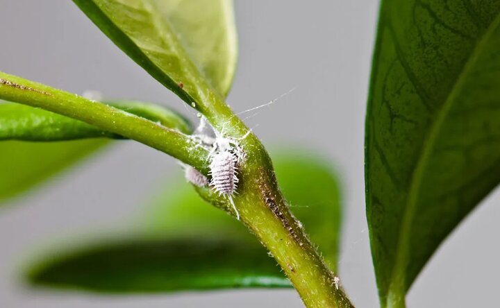 آفات سالانه تا ۴۰ درصد از محصولات کشاورزی را نابود میکند
