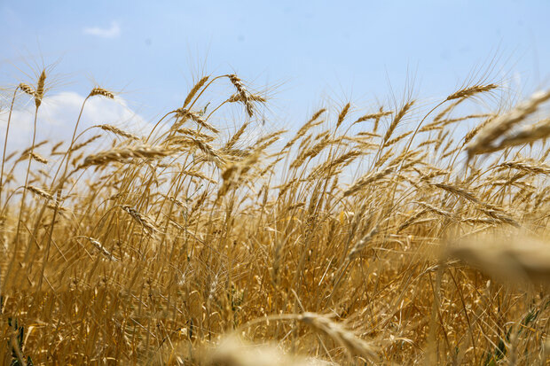 «طرح اعتباری گندم» کارایی برای گندم‌کار ندارد