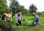 ۸۷ درصد مطالبات چایکاران پرداخت شد